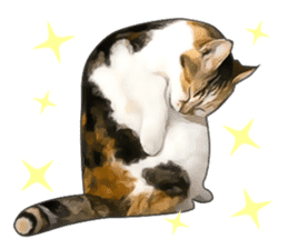 Various calico cats. sticker #14154145