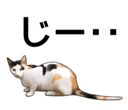 Various calico cats. sticker #14154146