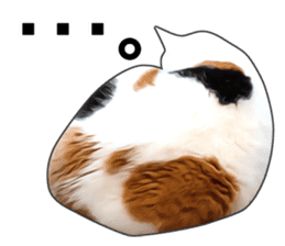 Various calico cats. sticker #14154147