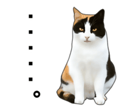 Various calico cats. sticker #14154148