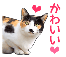 Various calico cats. sticker #14154149