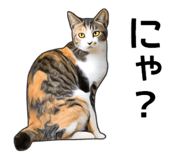 Various calico cats. sticker #14154150