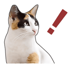 Various calico cats. sticker #14154152