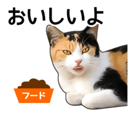 Various calico cats. sticker #14154154