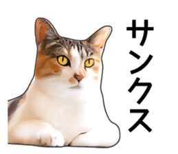 Various calico cats. sticker #14154155