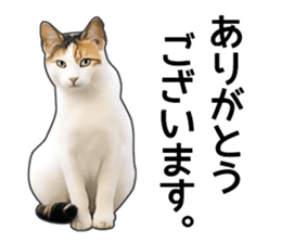 Various calico cats. sticker #14154157