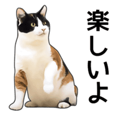 Various calico cats. sticker #14154158
