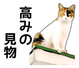 Various calico cats. sticker #14154159