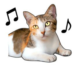 Various calico cats. sticker #14154161
