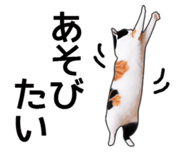 Various calico cats. sticker #14154162