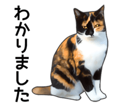 Various calico cats. sticker #14154163