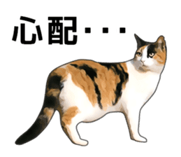 Various calico cats. sticker #14154164