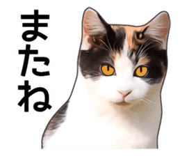 Various calico cats. sticker #14154166