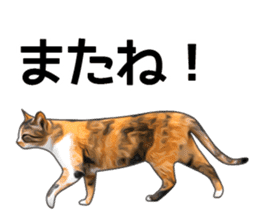Various calico cats. sticker #14154167
