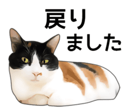 Various calico cats. sticker #14154168