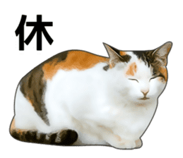 Various calico cats. sticker #14154172