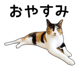 Various calico cats. sticker #14154173