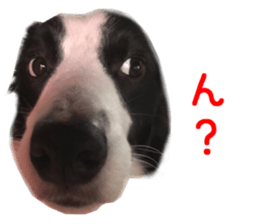 Real DOG Border Collie sticker #14155271