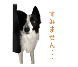 Real DOG Border Collie sticker #14155273