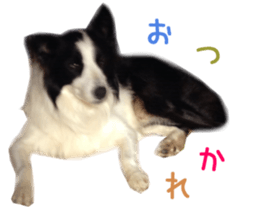 Real DOG Border Collie sticker #14155274