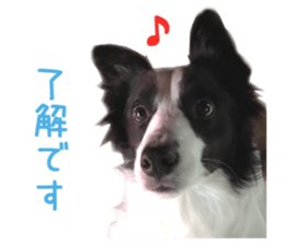 Real DOG Border Collie sticker #14155275