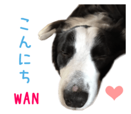 Real DOG Border Collie sticker #14155277