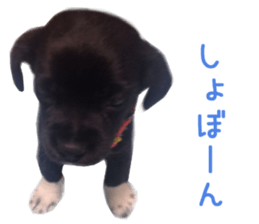 Real DOG Border Collie sticker #14155279