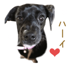 Real DOG Border Collie sticker #14155281