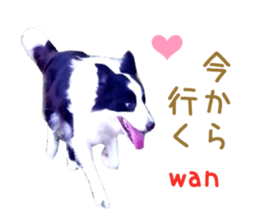 Real DOG Border Collie sticker #14155283