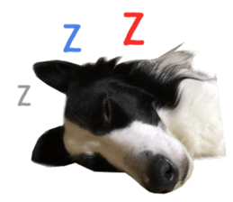 Real DOG Border Collie sticker #14155285