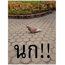 Slang humor photos V.1 sticker #14155683