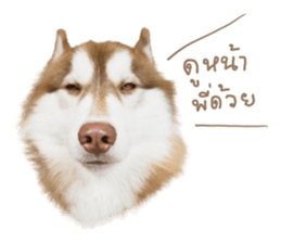 Husky Taro's secret thought. 1 sticker #14156159