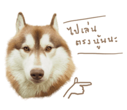 Husky Taro's secret thought. 1 sticker #14156161