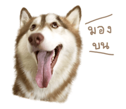 Husky Taro's secret thought. 1 sticker #14156162
