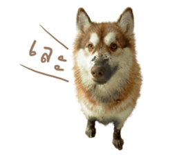 Husky Taro's secret thought. 1 sticker #14156163