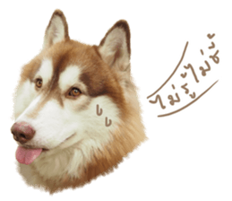 Husky Taro's secret thought. 1 sticker #14156164