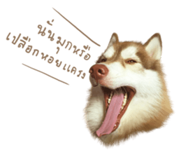 Husky Taro's secret thought. 1 sticker #14156165