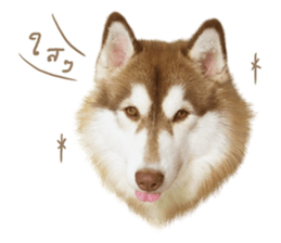 Husky Taro's secret thought. 1 sticker #14156167