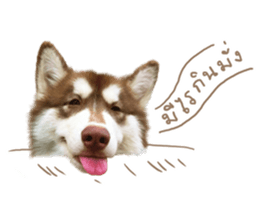 Husky Taro's secret thought. 1 sticker #14156169