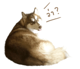 Husky Taro's secret thought. 1 sticker #14156170