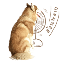 Husky Taro's secret thought. 1 sticker #14156171