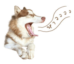 Husky Taro's secret thought. 1 sticker #14156172
