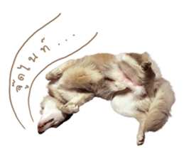 Husky Taro's secret thought. 1 sticker #14156173