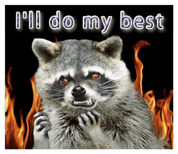 Naughty raccoon(English) sticker #14156392