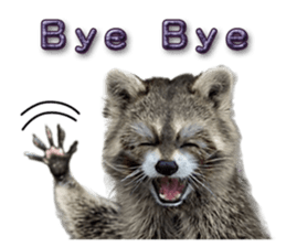 Naughty raccoon(English) sticker #14156397