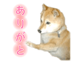 Cute Shiba dog sticker #14156766