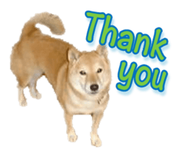 Cute Shiba dog sticker #14156767