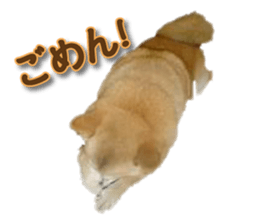 Cute Shiba dog sticker #14156769