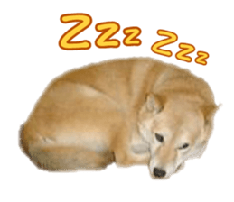 Cute Shiba dog sticker #14156770