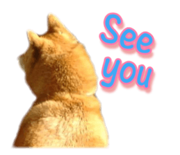 Cute Shiba dog sticker #14156771